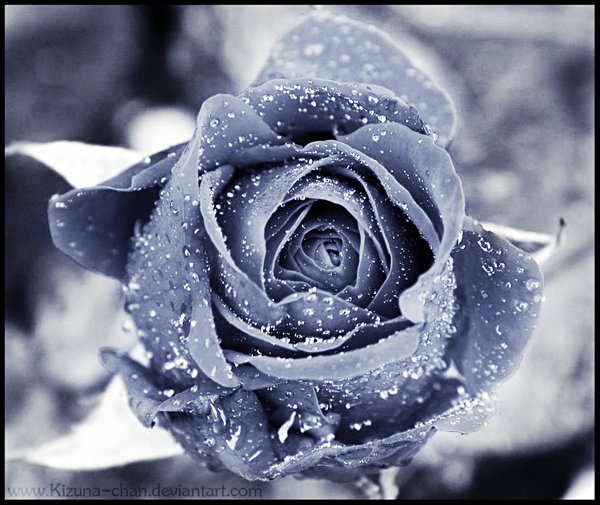 winter_rose_
